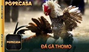 Đá gà Thomo