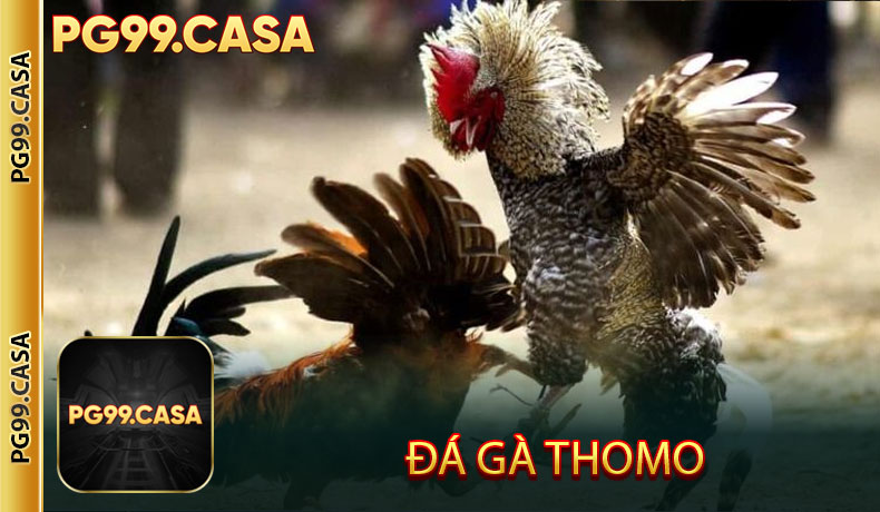 Đá gà Thomo