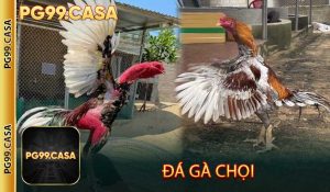 Đá gà chọi